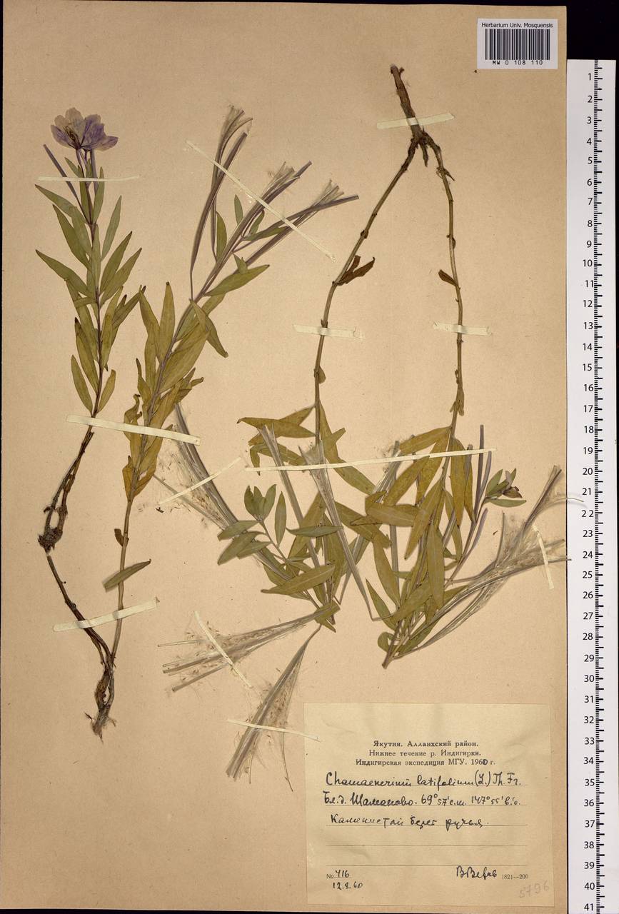 Chamaenerion latifolium (L.) Sweet, Siberia, Yakutia (S5) (Russia)