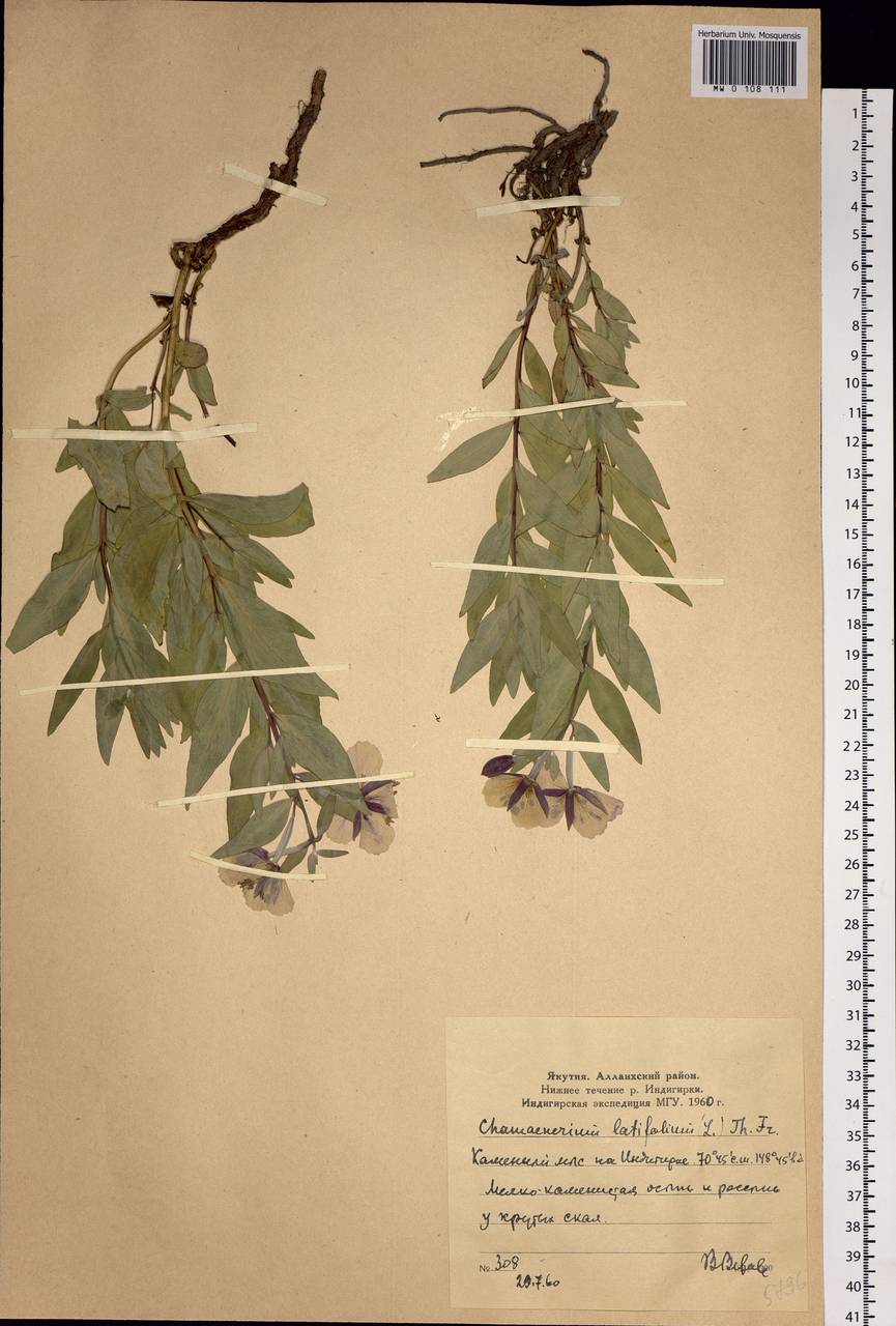Chamaenerion latifolium (L.) Sweet, Siberia, Yakutia (S5) (Russia)