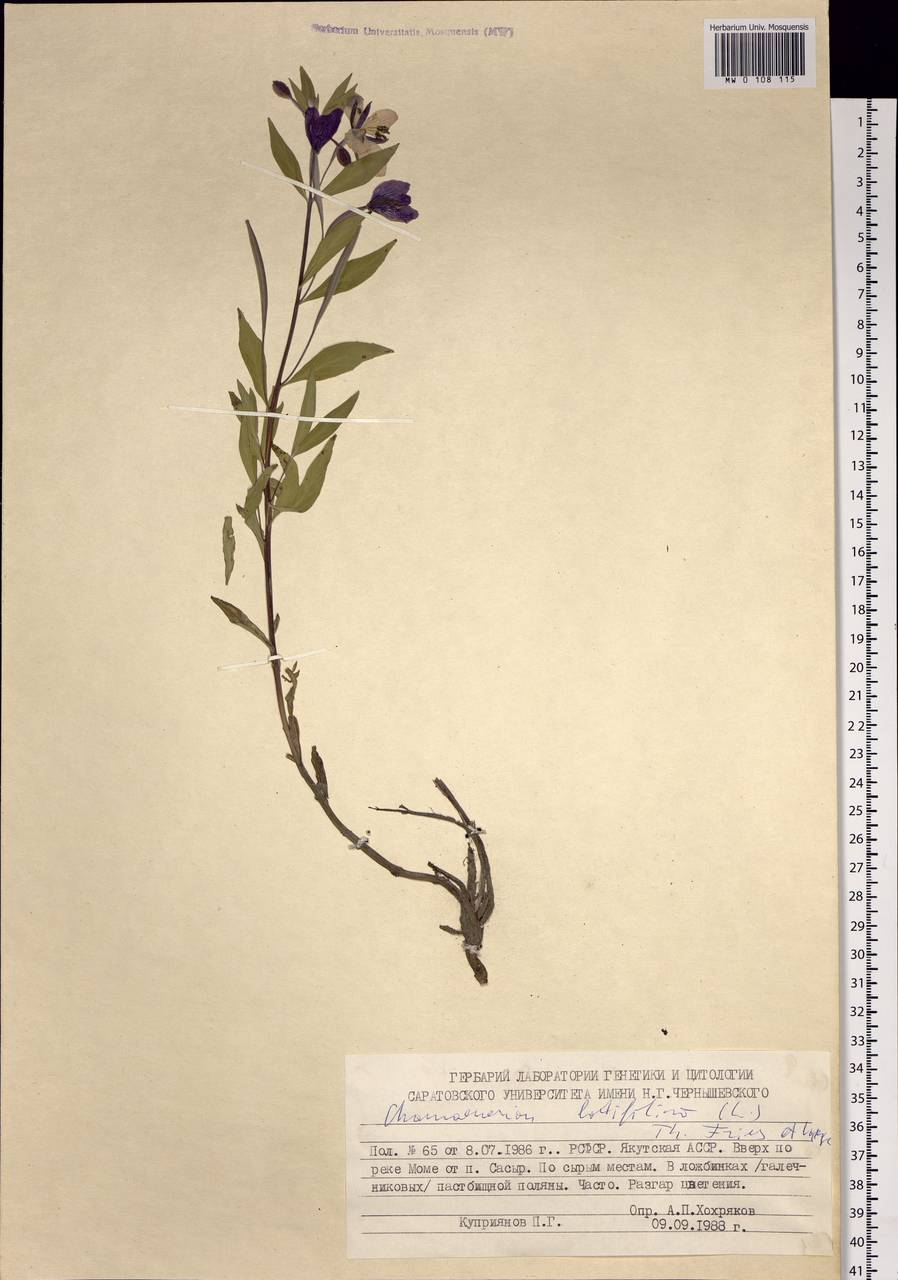 Chamaenerion latifolium (L.) Sweet, Siberia, Yakutia (S5) (Russia)