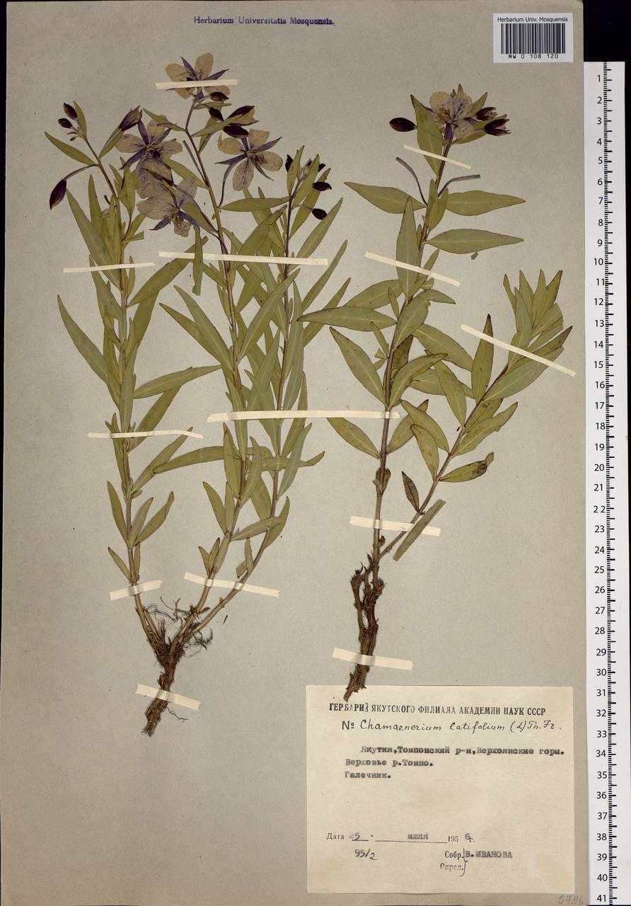 Chamaenerion latifolium (L.) Sweet, Siberia, Yakutia (S5) (Russia)