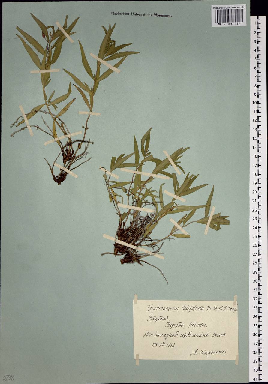 Chamaenerion latifolium (L.) Sweet, Siberia, Yakutia (S5) (Russia)