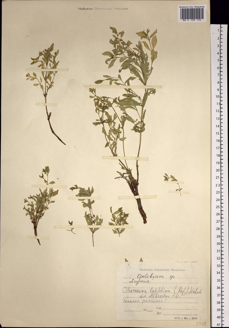 Chamaenerion latifolium (L.) Sweet, Siberia, Yakutia (S5) (Russia)