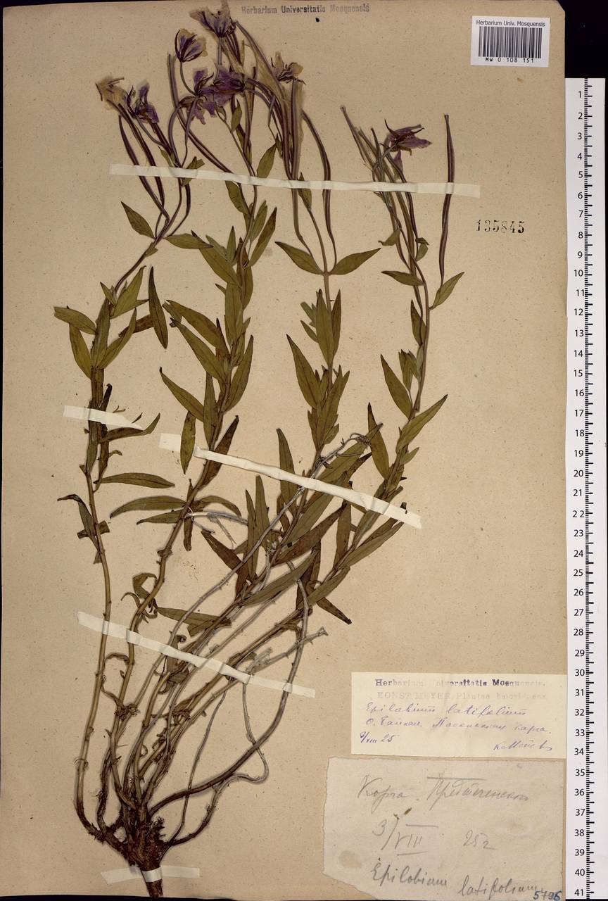 Chamaenerion latifolium (L.) Sweet, Siberia, Baikal & Transbaikal region (S4) (Russia)