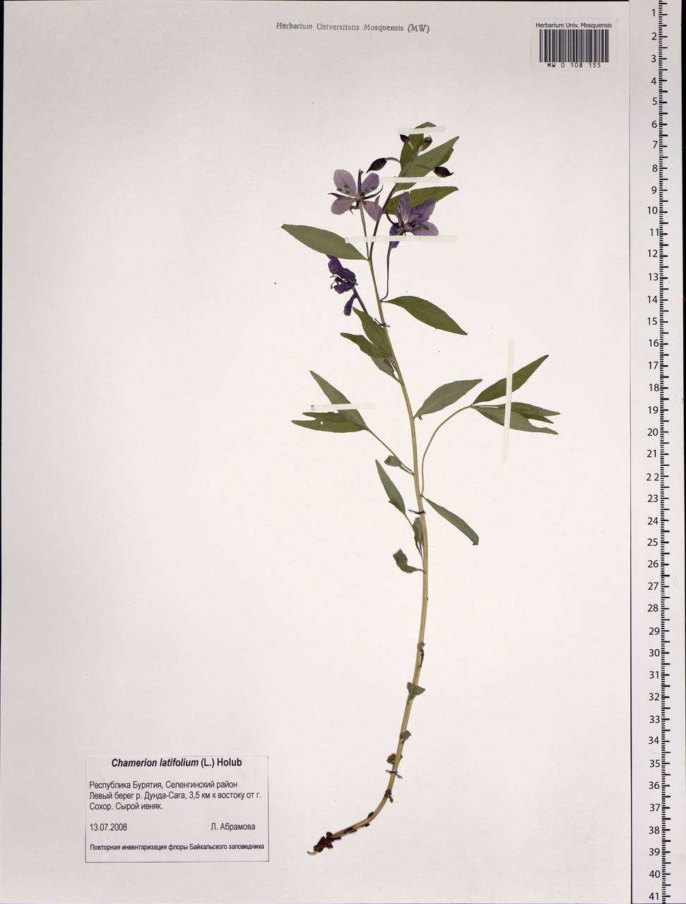 Chamaenerion latifolium (L.) Sweet, Siberia, Baikal & Transbaikal region (S4) (Russia)