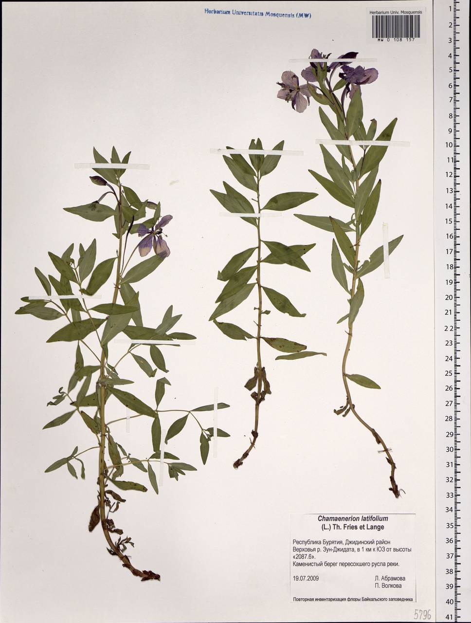 Chamaenerion latifolium (L.) Sweet, Siberia, Baikal & Transbaikal region (S4) (Russia)