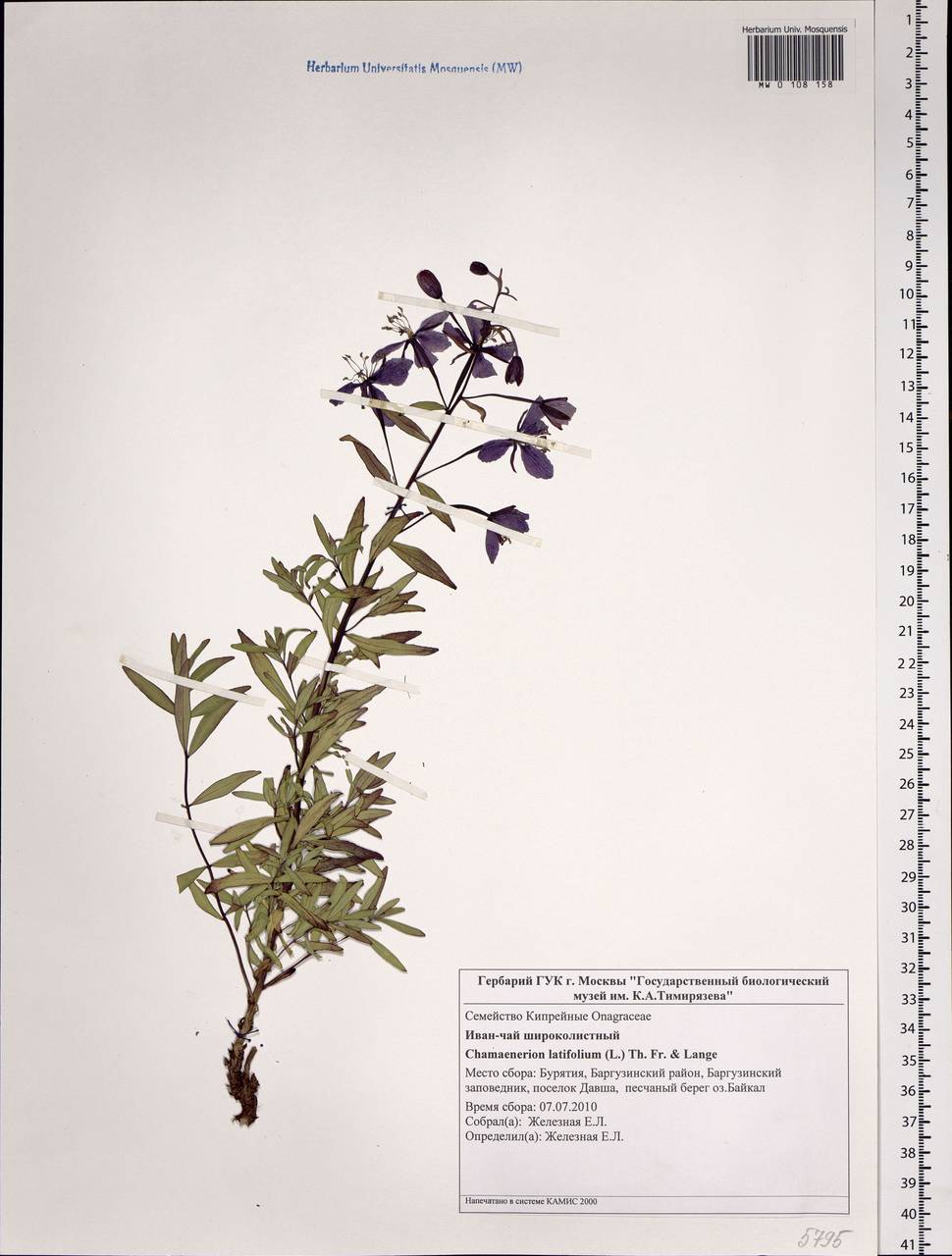 Chamaenerion latifolium (L.) Sweet, Siberia, Baikal & Transbaikal region (S4) (Russia)