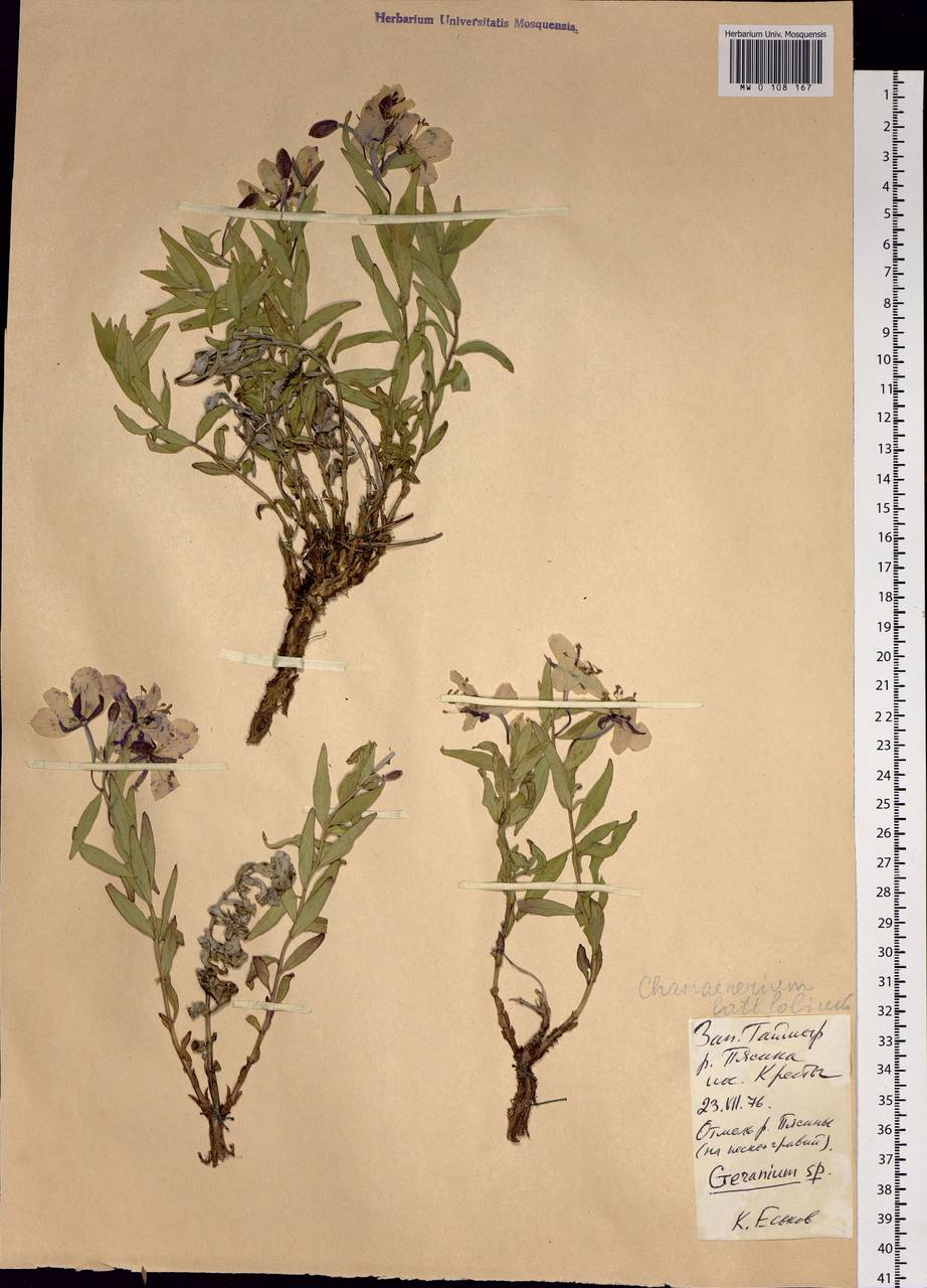 Chamaenerion latifolium (L.) Sweet, Siberia, Central Siberia (S3) (Russia)