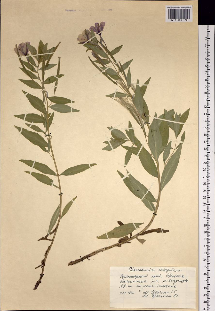 Chamaenerion latifolium (L.) Sweet, Siberia, Central Siberia (S3) (Russia)