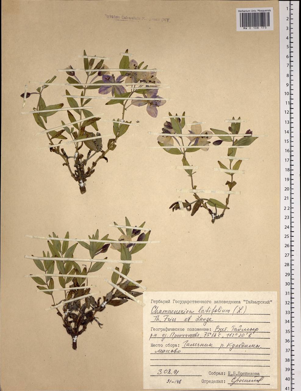 Chamaenerion latifolium (L.) Sweet, Siberia, Central Siberia (S3) (Russia)