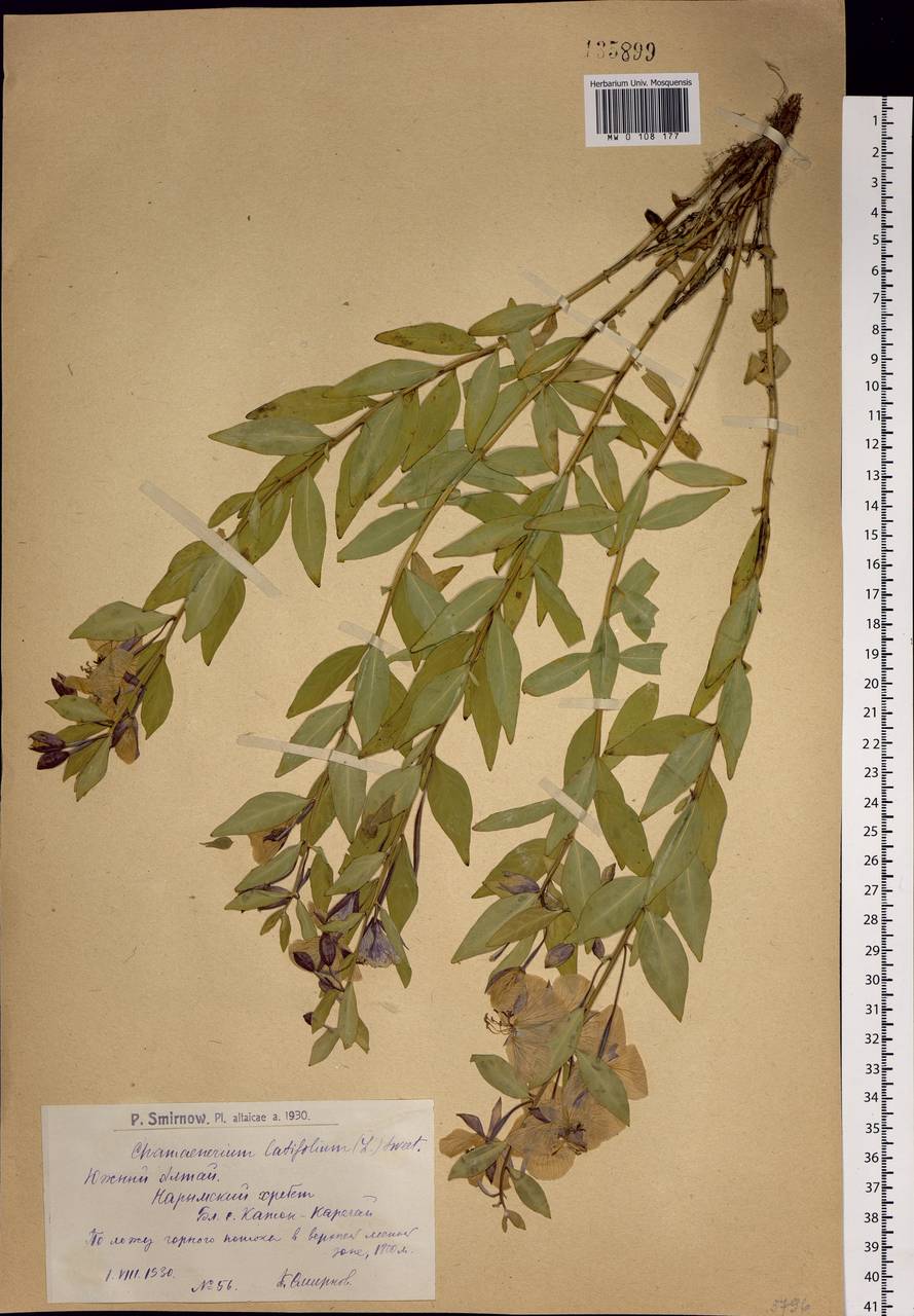 Chamaenerion latifolium (L.) Sweet, Siberia, Western (Kazakhstan) Altai Mountains (S2a) (Kazakhstan)
