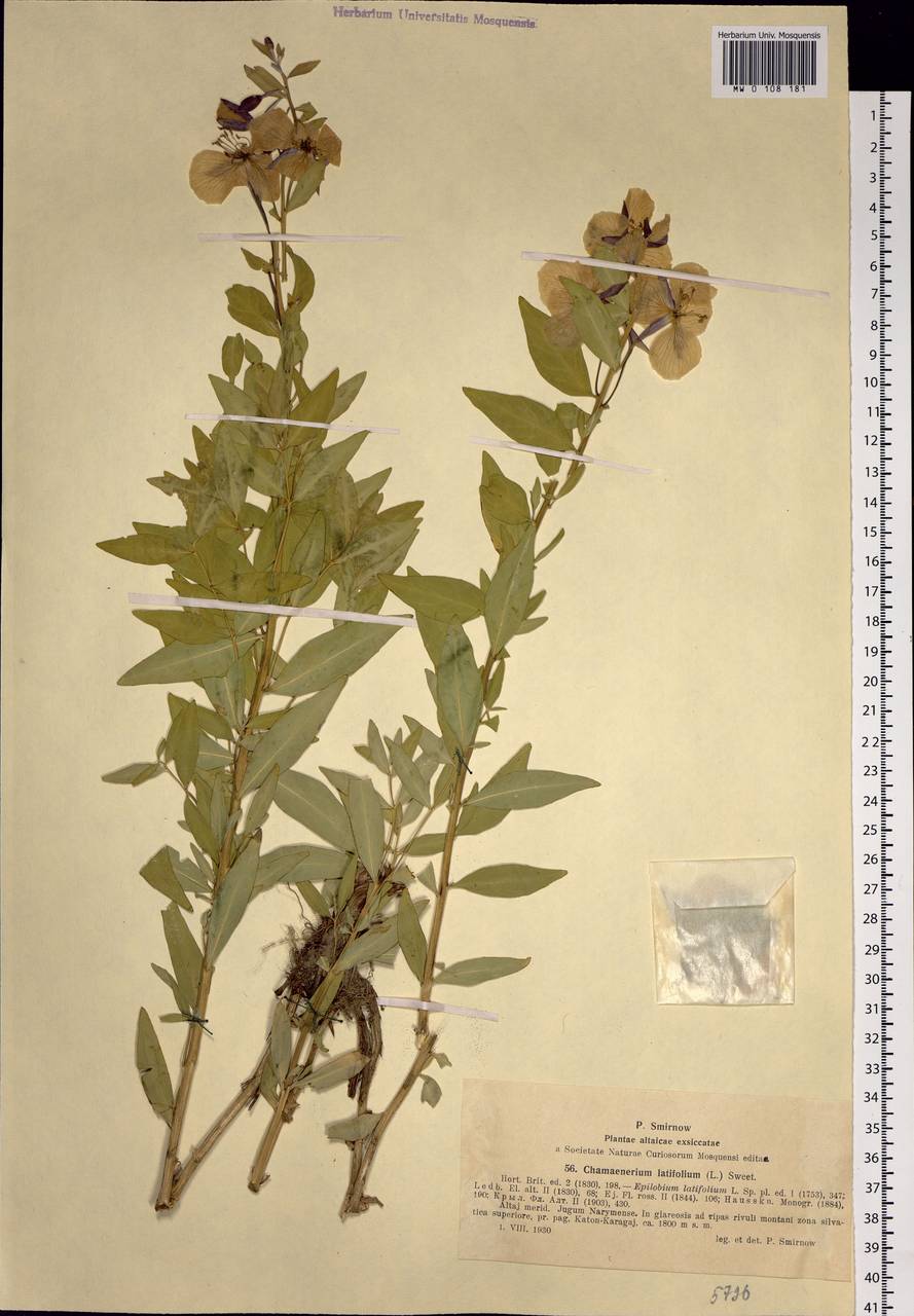 Chamaenerion latifolium (L.) Sweet, Siberia, Western (Kazakhstan) Altai Mountains (S2a) (Kazakhstan)