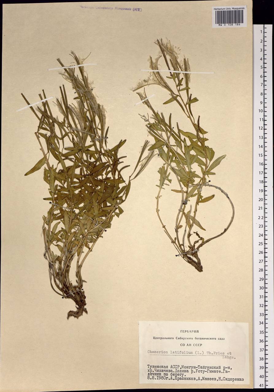 Chamaenerion latifolium (L.) Sweet, Siberia, Altai & Sayany Mountains (S2) (Russia)