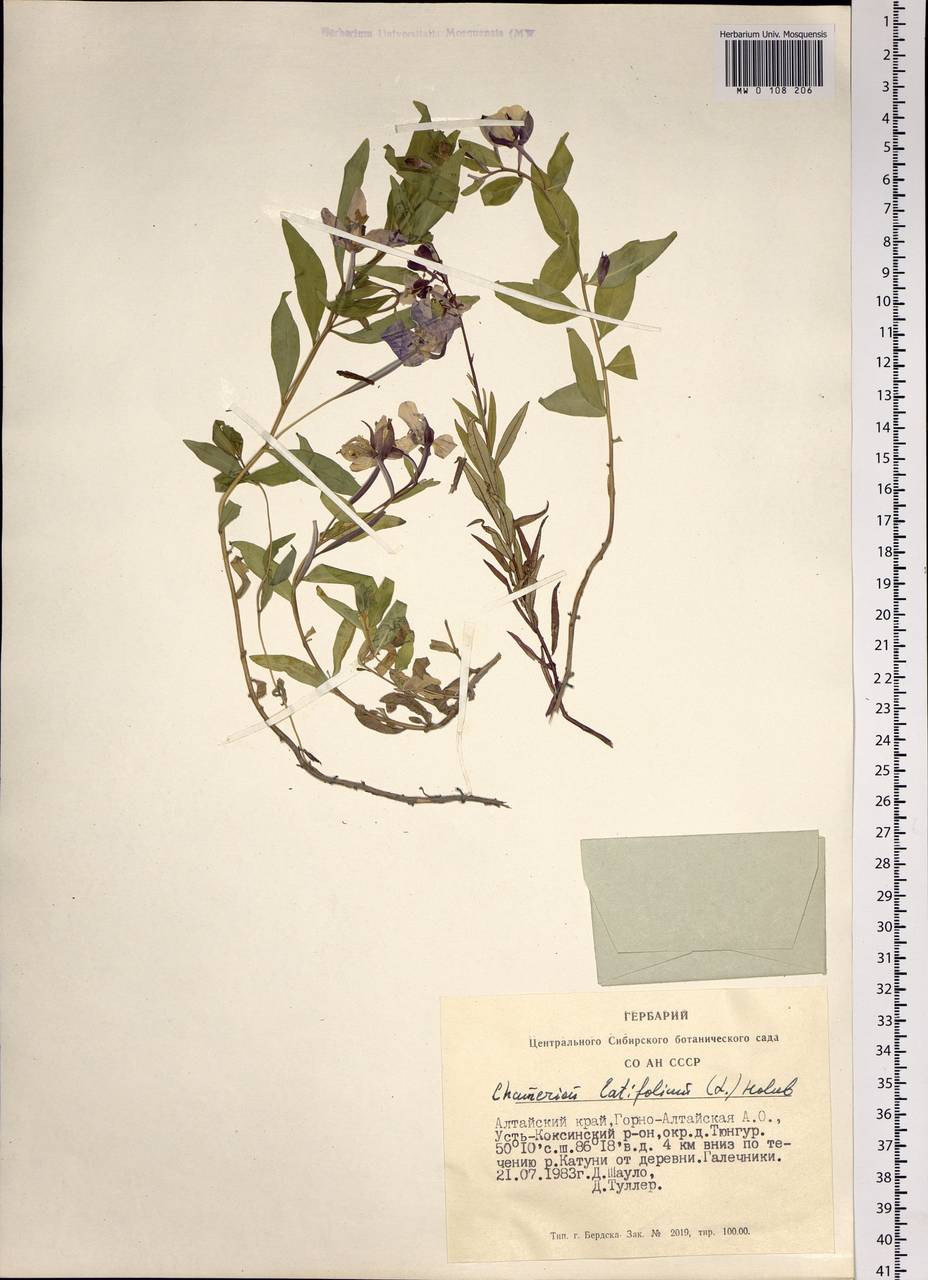 Chamaenerion latifolium (L.) Sweet, Siberia, Altai & Sayany Mountains (S2) (Russia)