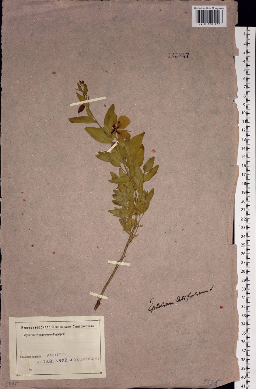 Chamaenerion latifolium (L.) Sweet, Siberia, Altai & Sayany Mountains (S2) (Russia)