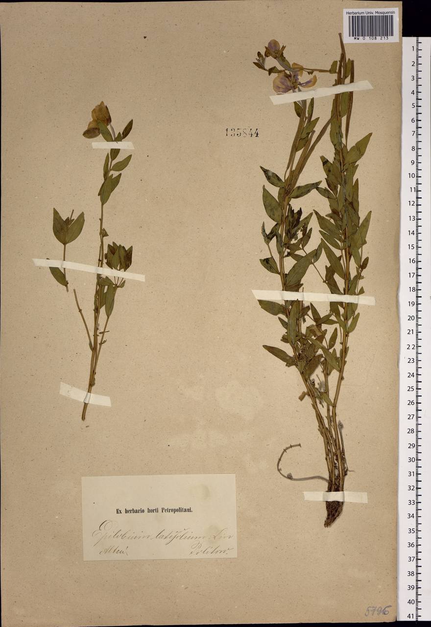 Chamaenerion latifolium (L.) Sweet, Siberia, Altai & Sayany Mountains (S2) (Russia)
