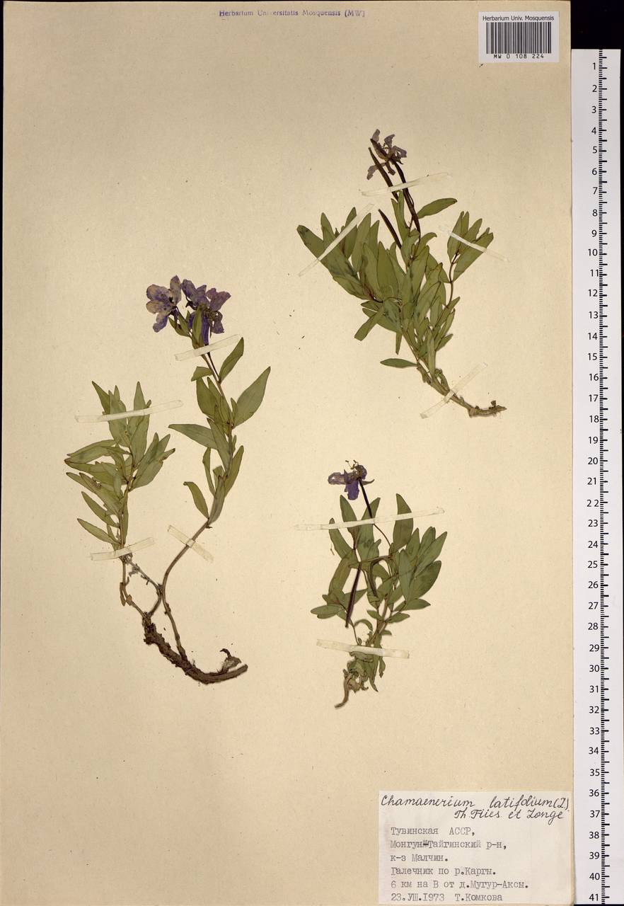 Chamaenerion latifolium (L.) Sweet, Siberia, Altai & Sayany Mountains (S2) (Russia)