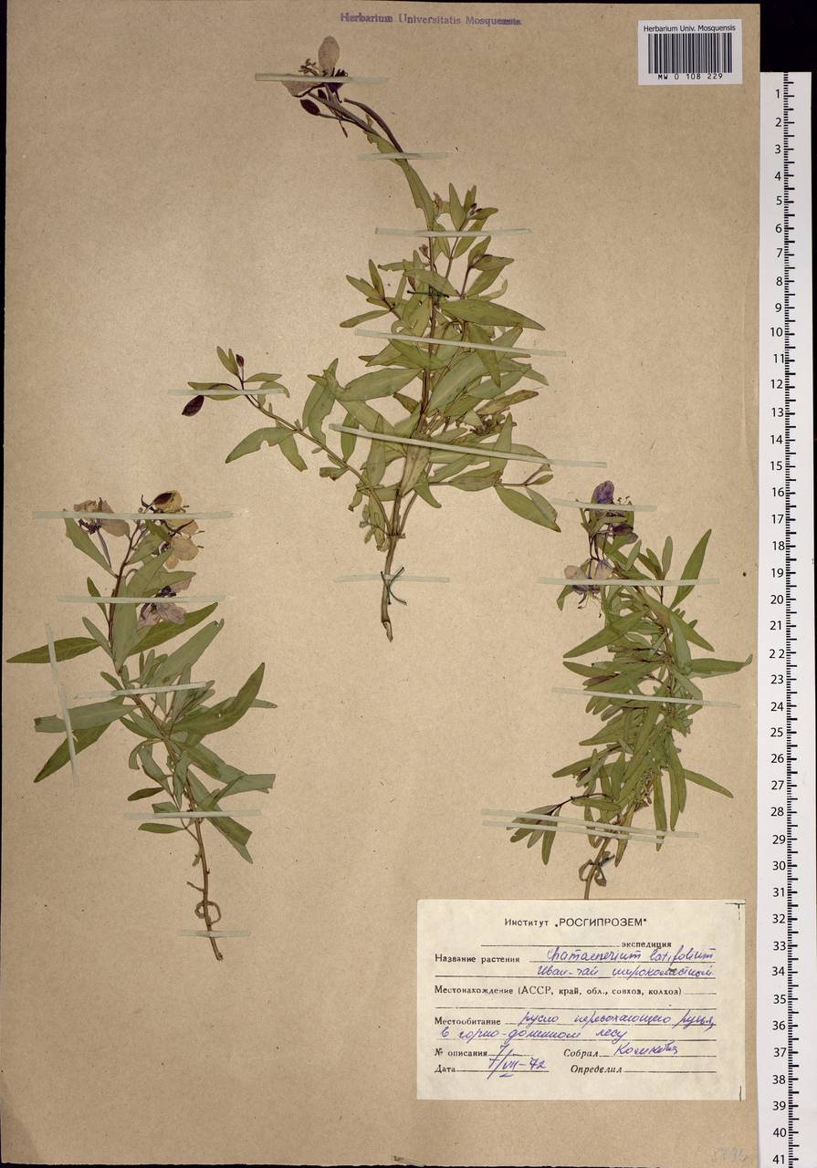 Chamaenerion latifolium (L.) Sweet, Siberia, Altai & Sayany Mountains (S2) (Russia)