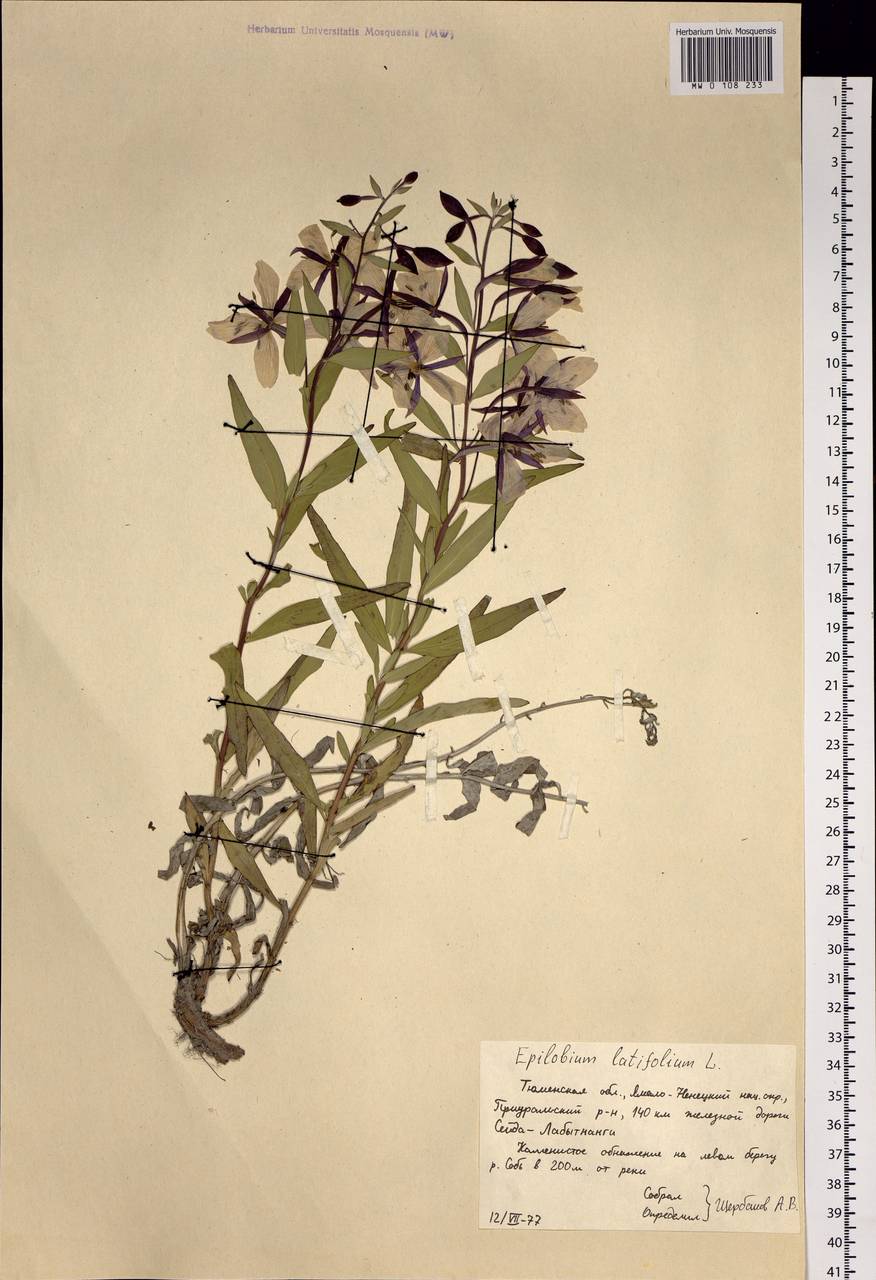 Chamaenerion latifolium (L.) Sweet, Siberia, Western Siberia (S1) (Russia)