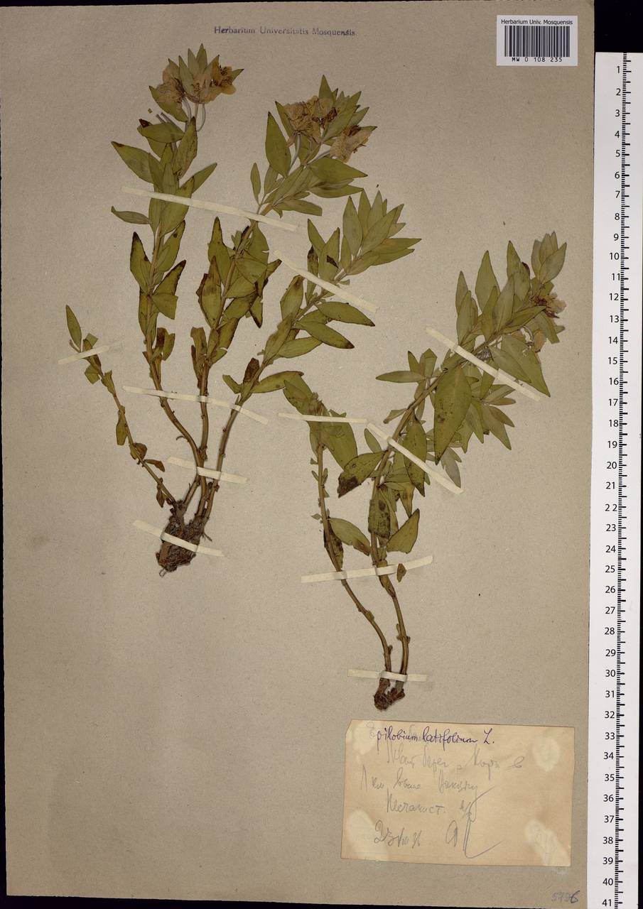 Chamaenerion latifolium (L.) Sweet, Eastern Europe, Northern region (E1) (Russia)