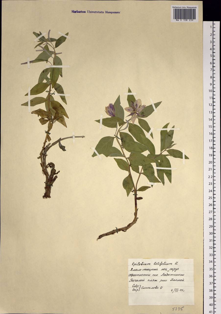 Chamaenerion latifolium (L.) Sweet, Siberia, Western Siberia (S1) (Russia)