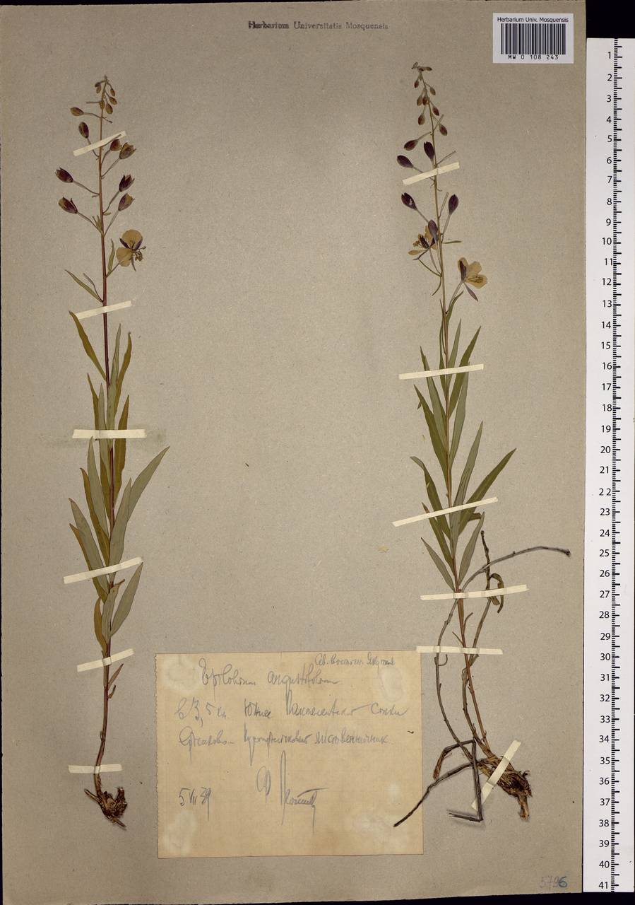 Chamaenerion angustifolium (L.) Scop., Siberia, Yakutia (S5) (Russia)