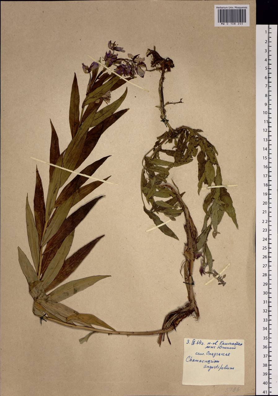 Chamaenerion angustifolium (L.) Scop., Siberia, Chukotka & Kamchatka (S7) (Russia)