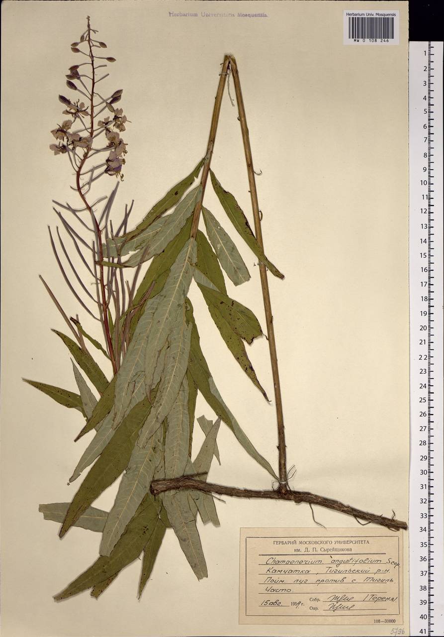 Chamaenerion angustifolium (L.) Scop., Siberia, Chukotka & Kamchatka (S7) (Russia)