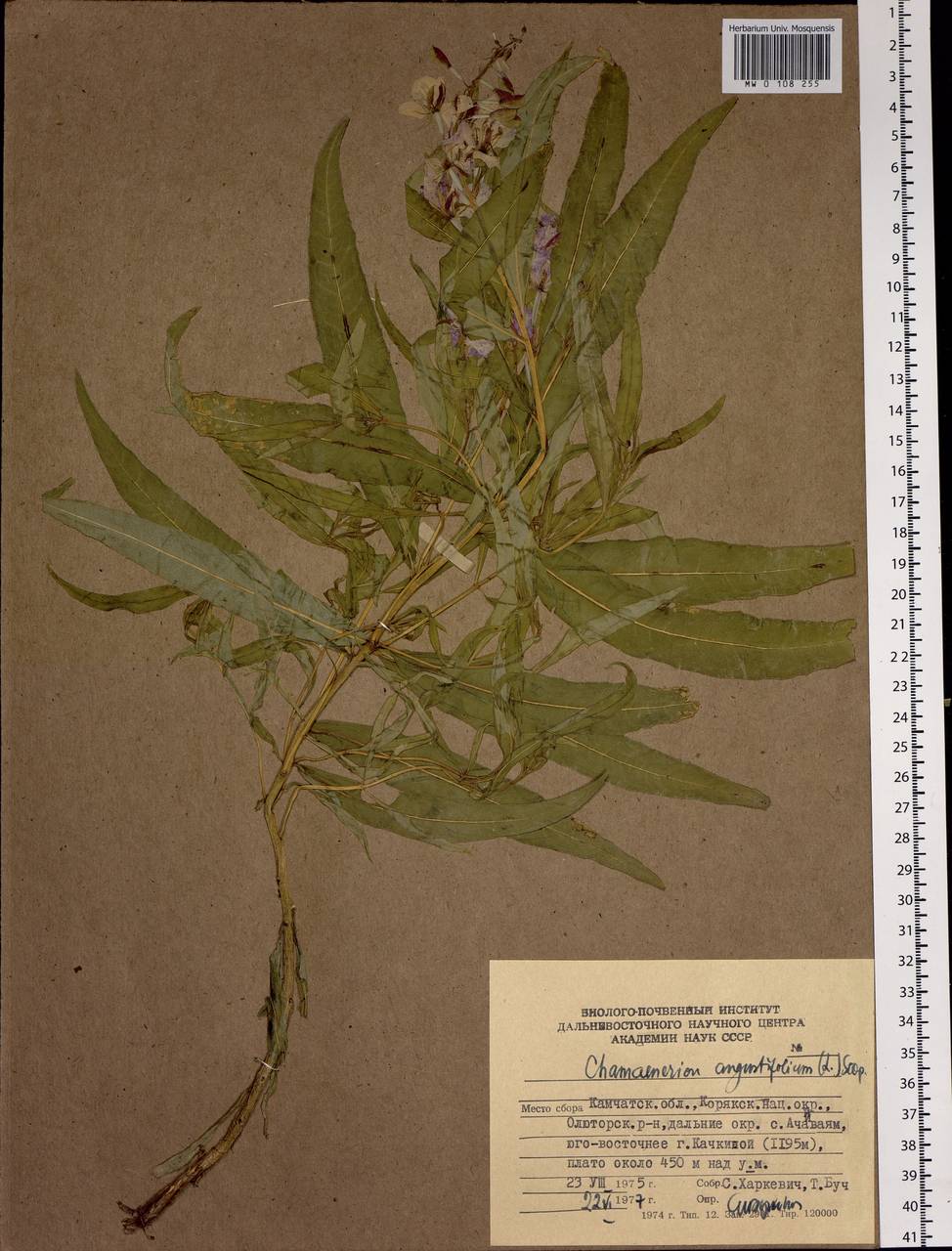 Chamaenerion angustifolium (L.) Scop., Siberia, Chukotka & Kamchatka (S7) (Russia)