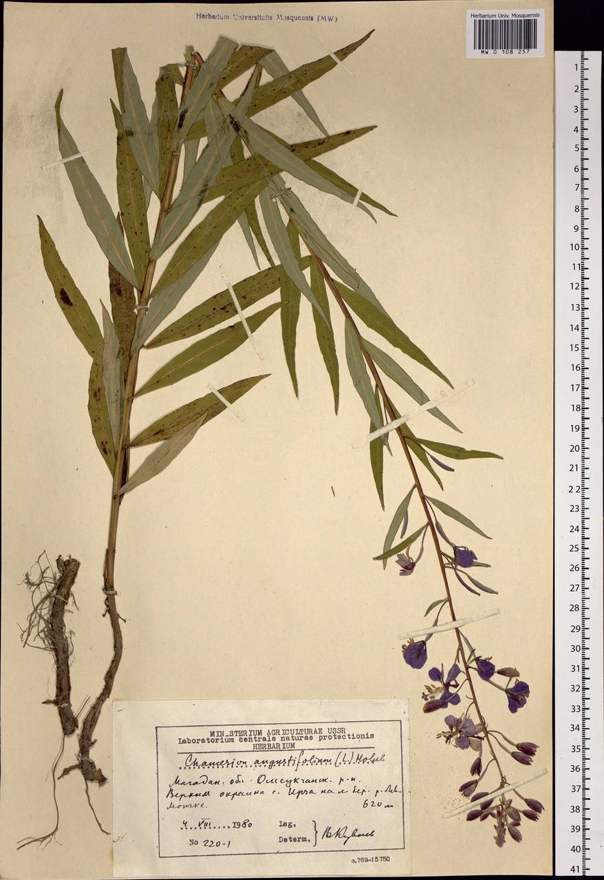 Chamaenerion angustifolium (L.) Scop., Siberia, Chukotka & Kamchatka (S7) (Russia)