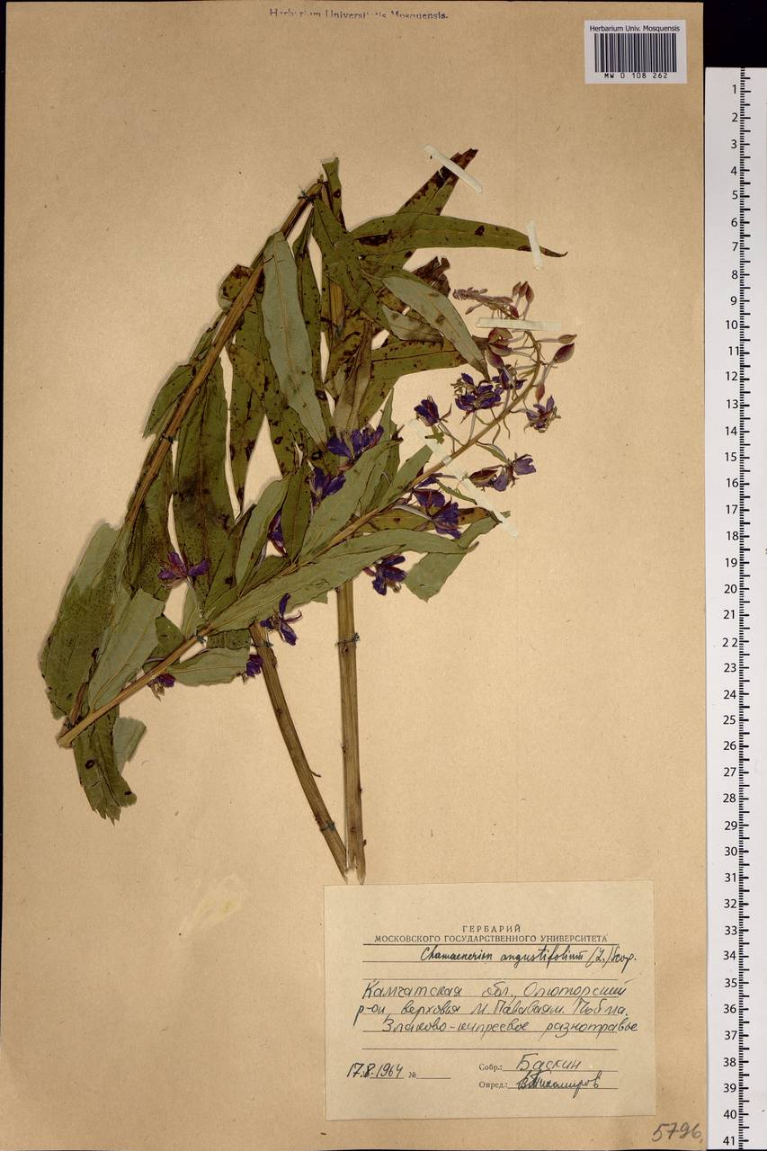 Chamaenerion angustifolium (L.) Scop., Siberia, Chukotka & Kamchatka (S7) (Russia)