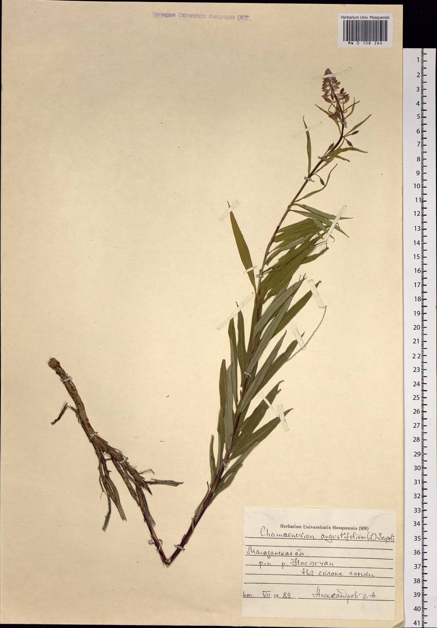 Chamaenerion angustifolium (L.) Scop., Siberia, Chukotka & Kamchatka (S7) (Russia)