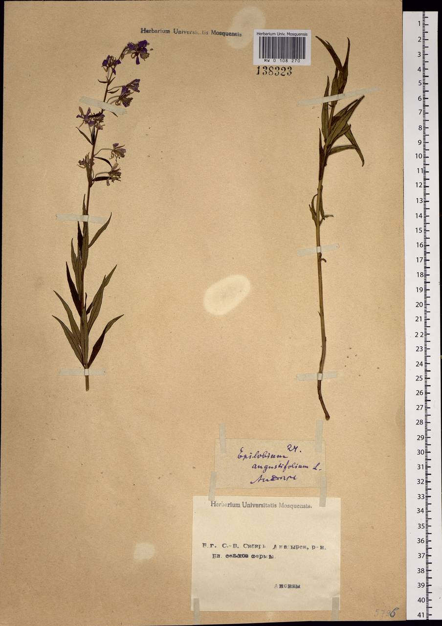 Chamaenerion angustifolium, Siberia, Chukotka & Kamchatka (S7) (Russia)