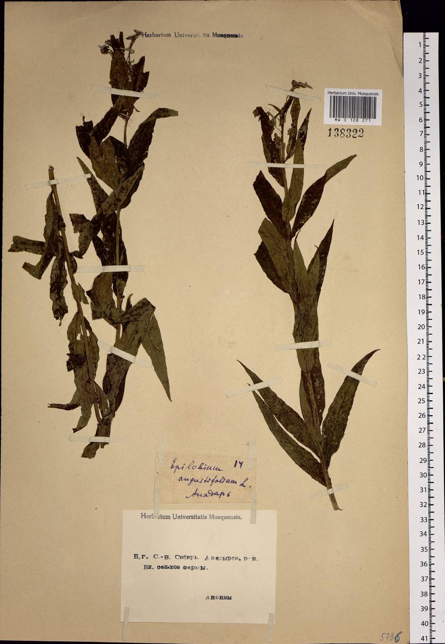 Chamaenerion angustifolium, Siberia, Chukotka & Kamchatka (S7) (Russia)