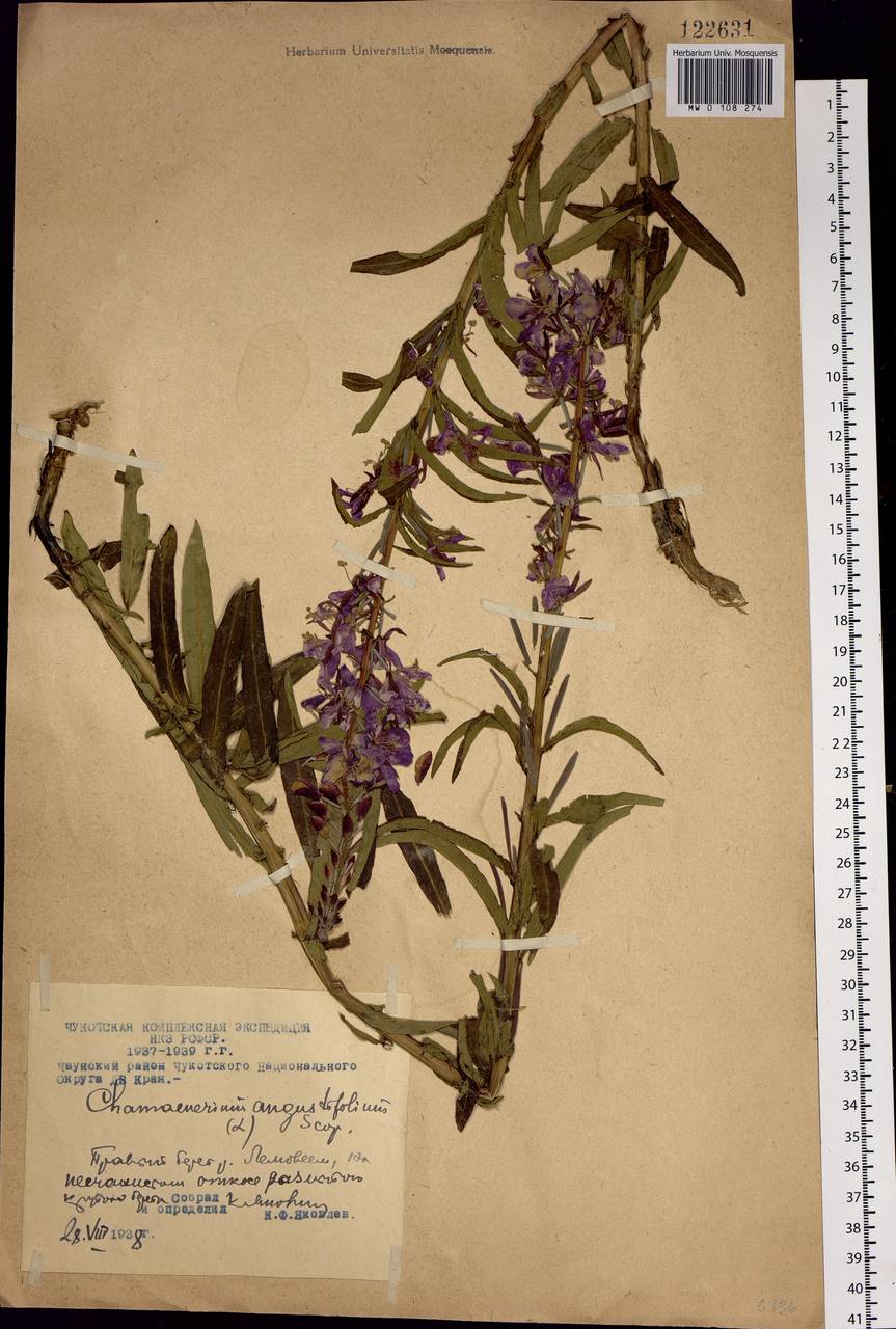 Chamaenerion angustifolium (L.) Scop., Siberia, Chukotka & Kamchatka (S7) (Russia)