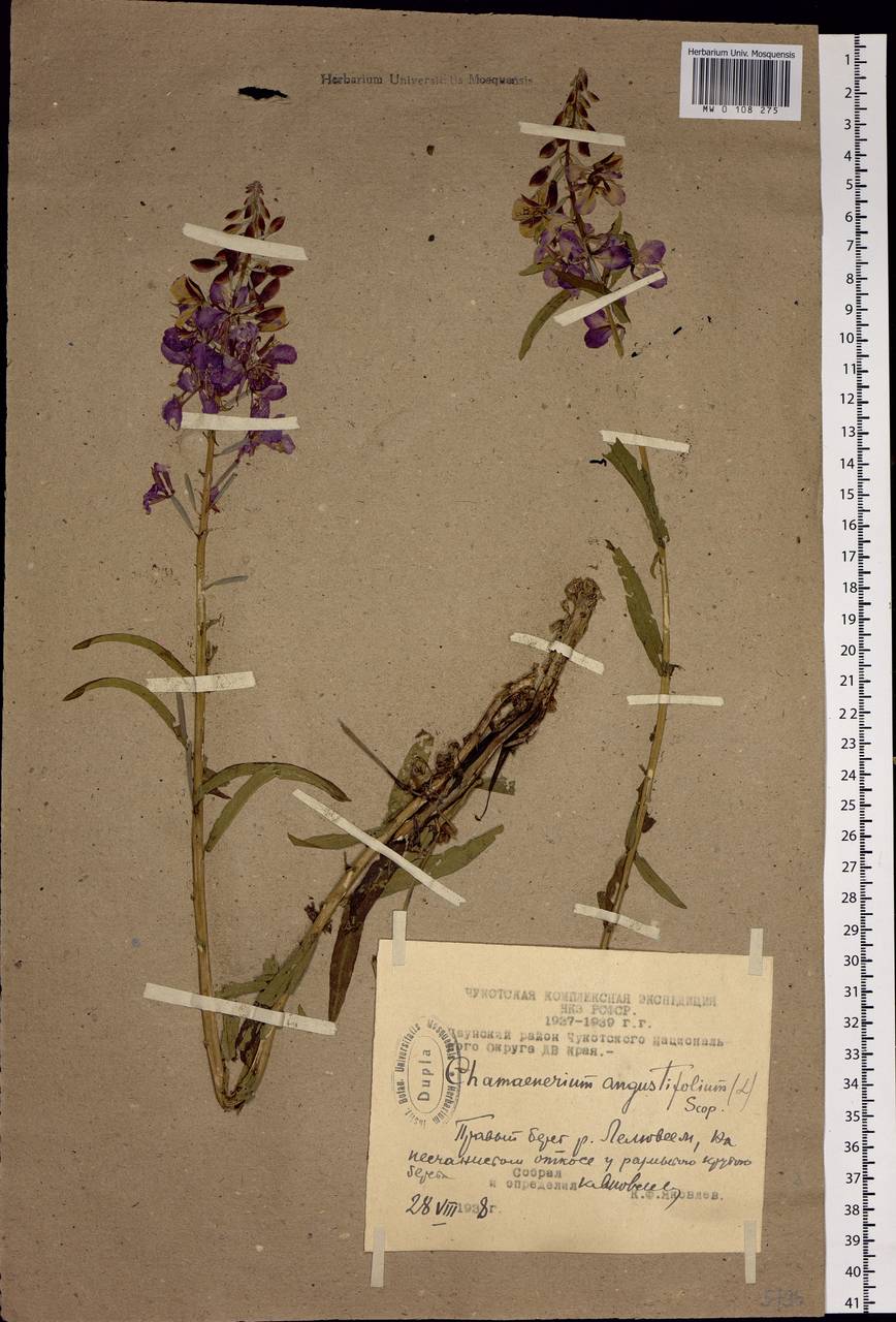 Chamaenerion angustifolium (L.) Scop., Siberia, Chukotka & Kamchatka (S7) (Russia)