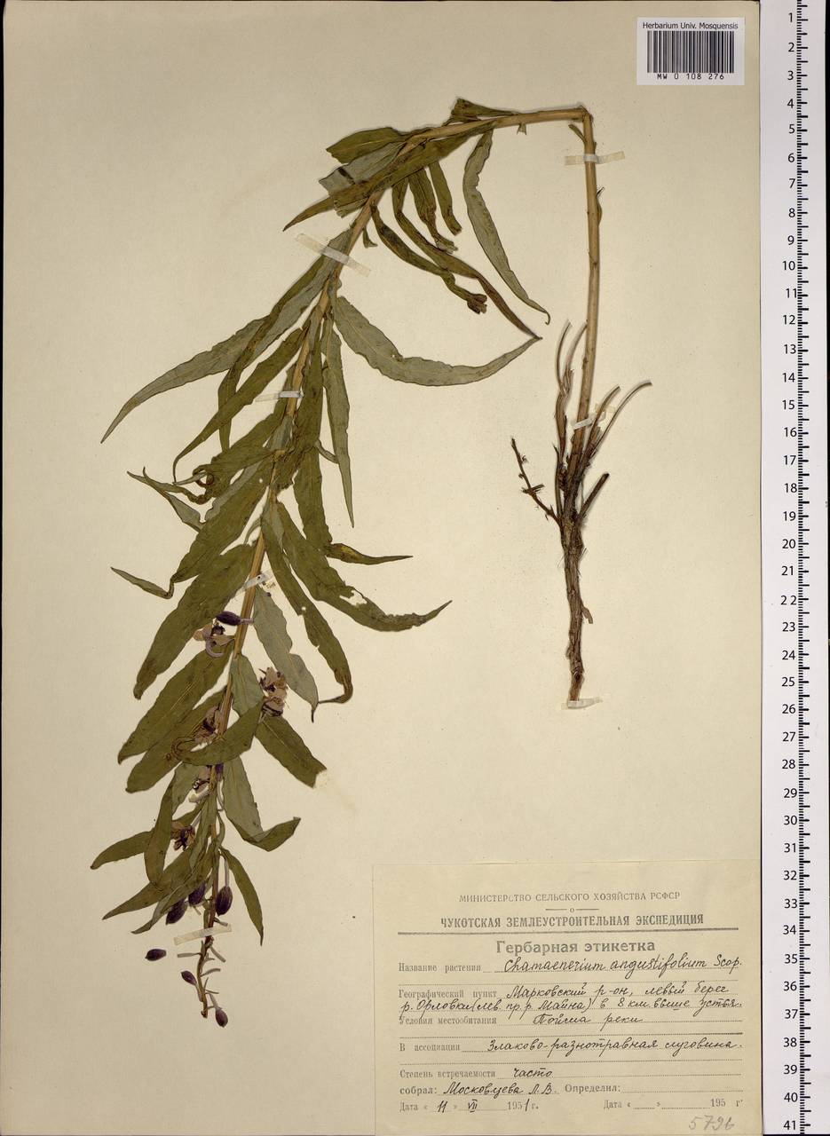 Chamaenerion angustifolium (L.) Scop., Siberia, Chukotka & Kamchatka (S7) (Russia)