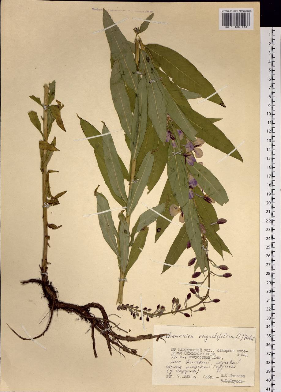 Chamaenerion angustifolium (L.) Scop., Siberia, Chukotka & Kamchatka (S7) (Russia)