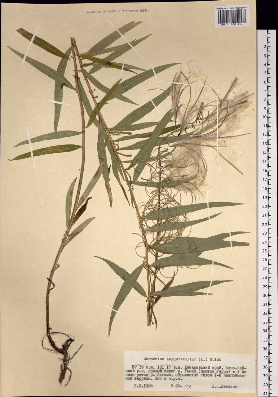 Chamaenerion angustifolium (L.) Scop., Siberia, Russian Far East (S6) (Russia)