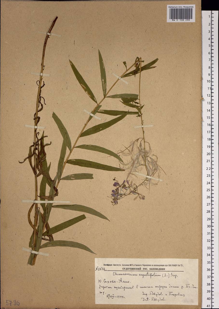 Chamaenerion angustifolium, Siberia, Russian Far East (S6) (Russia)