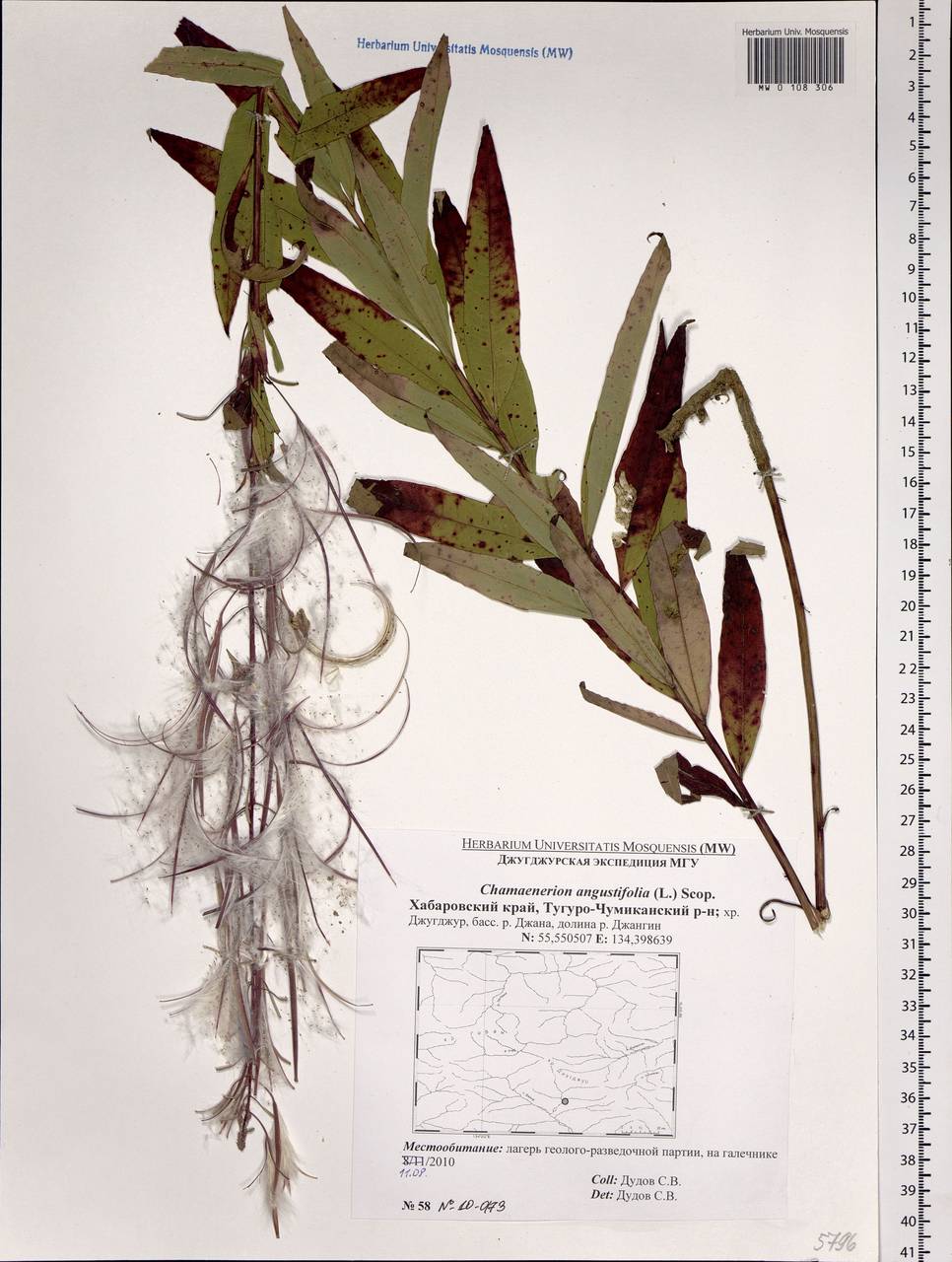 Chamaenerion angustifolium, Siberia, Russian Far East (S6) (Russia)