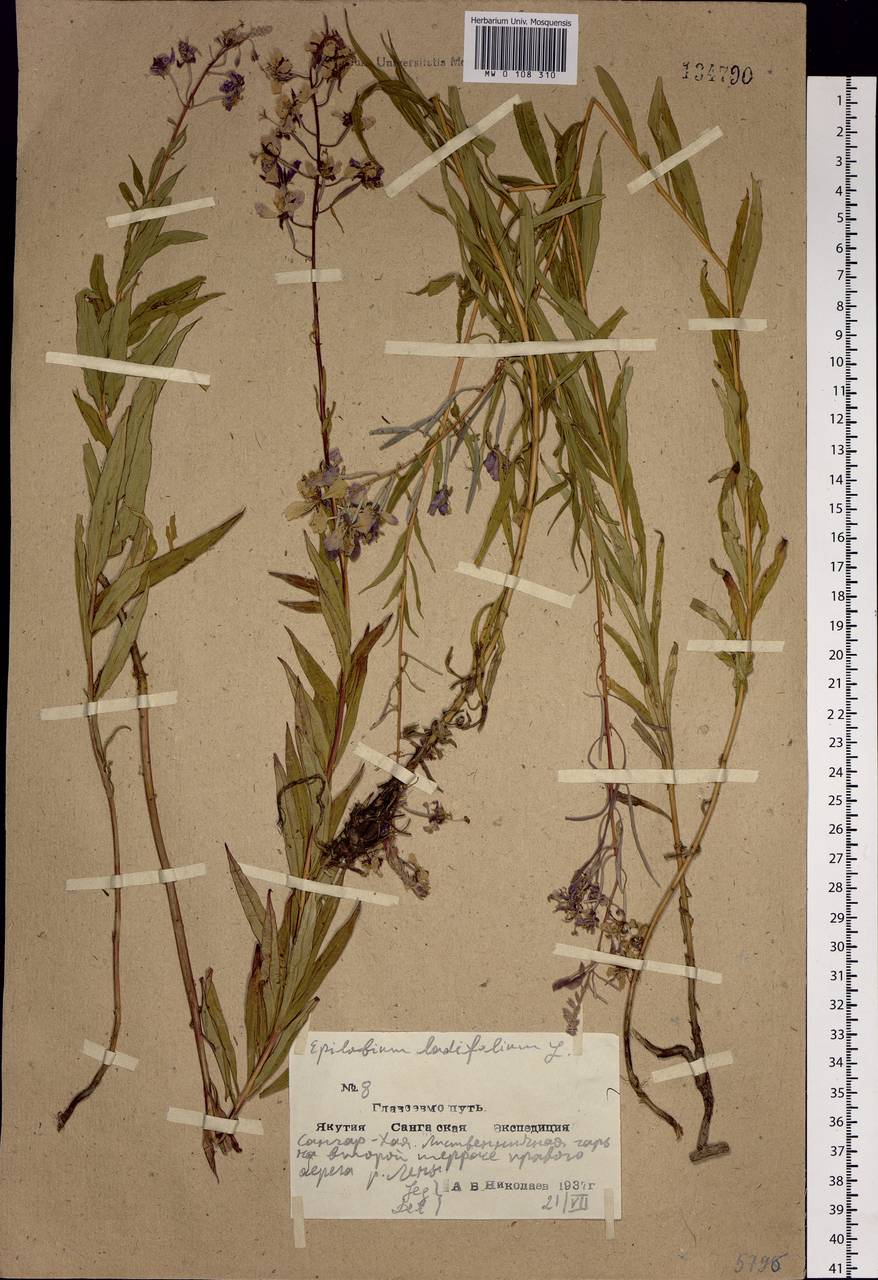 Chamaenerion angustifolium (L.) Scop., Siberia, Yakutia (S5) (Russia)