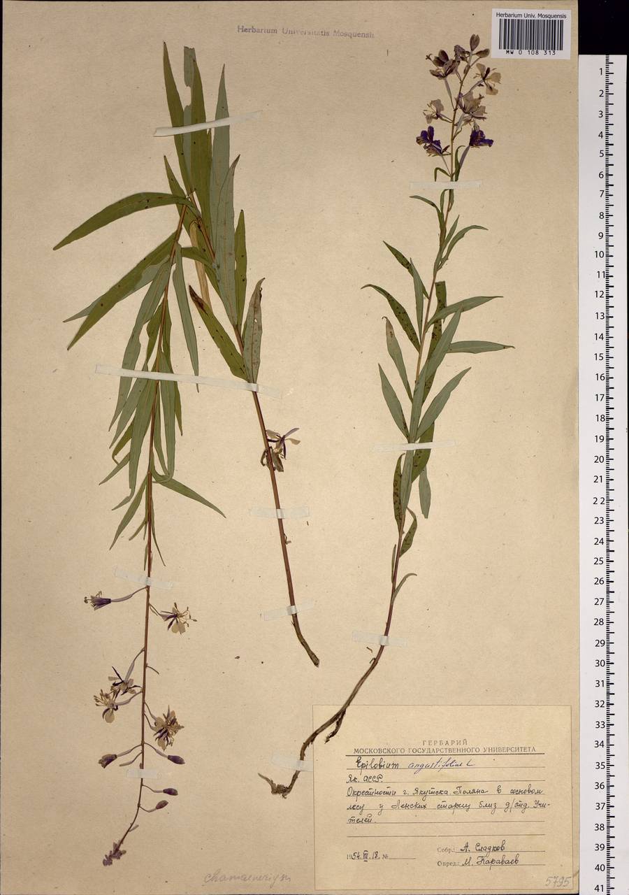Chamaenerion angustifolium (L.) Scop., Siberia, Yakutia (S5) (Russia)