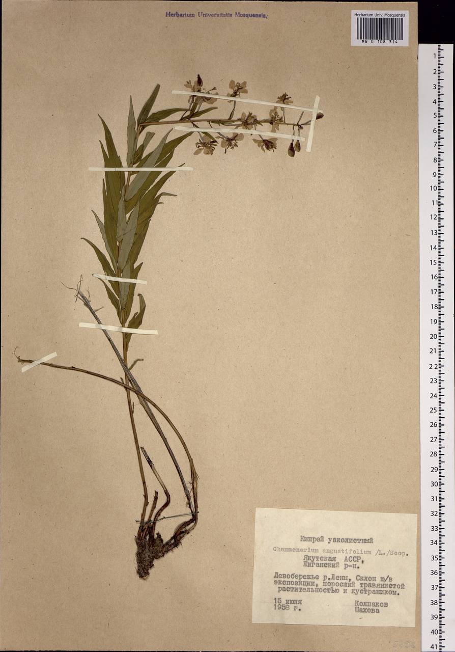 Chamaenerion angustifolium, Siberia, Yakutia (S5) (Russia)