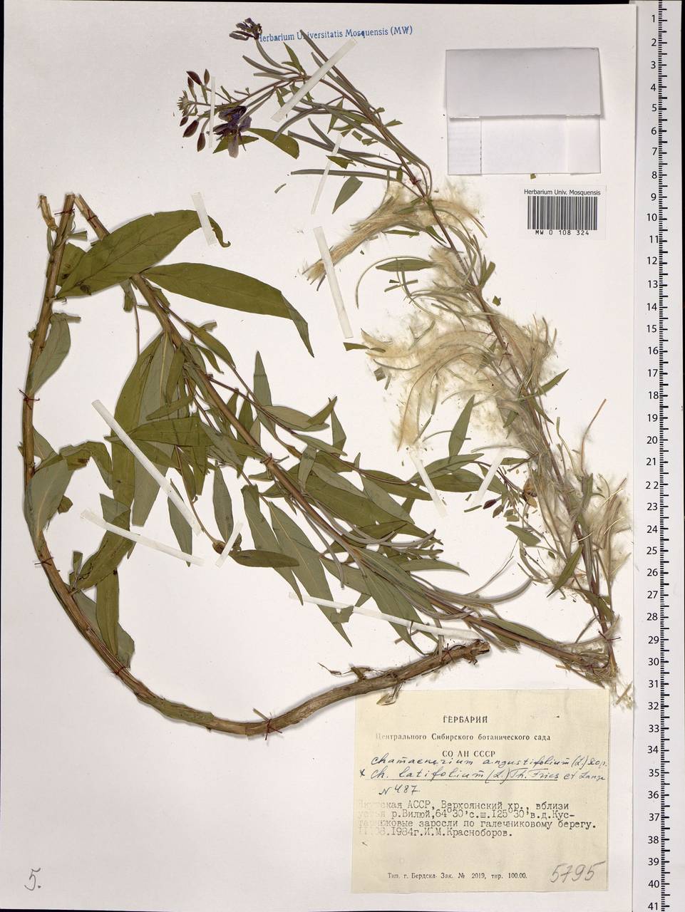 Chamaenerion angustifolium, Siberia, Yakutia (S5) (Russia)