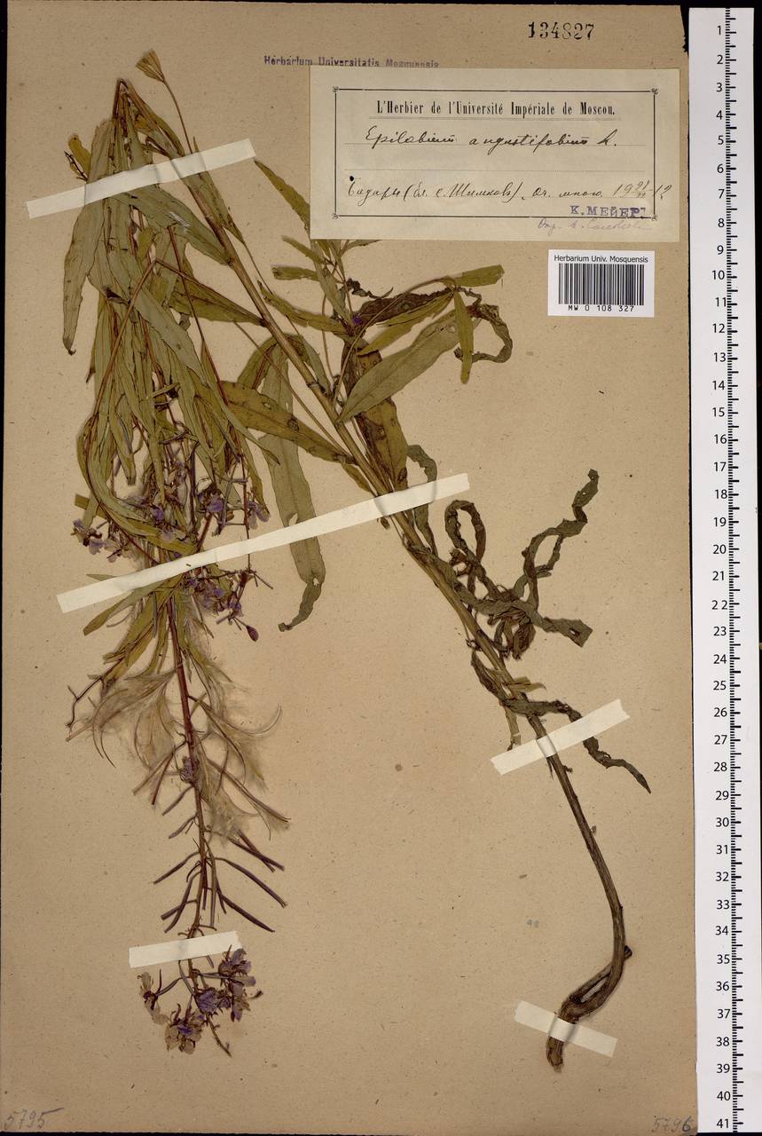 Chamaenerion angustifolium (L.) Scop., Siberia, Baikal & Transbaikal region (S4) (Russia)
