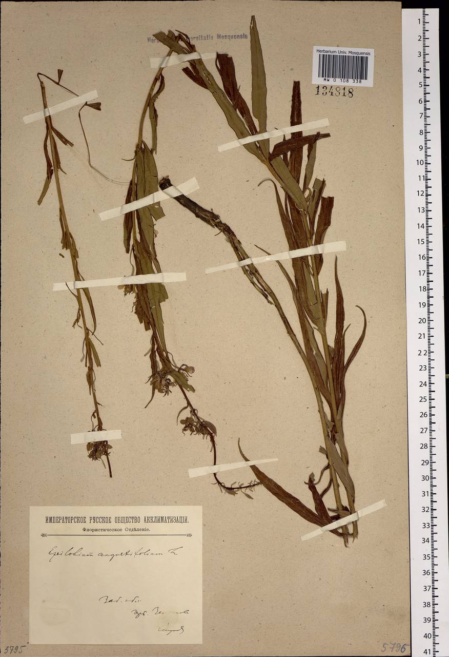 Chamaenerion angustifolium (L.) Scop., Siberia, Baikal & Transbaikal region (S4) (Russia)
