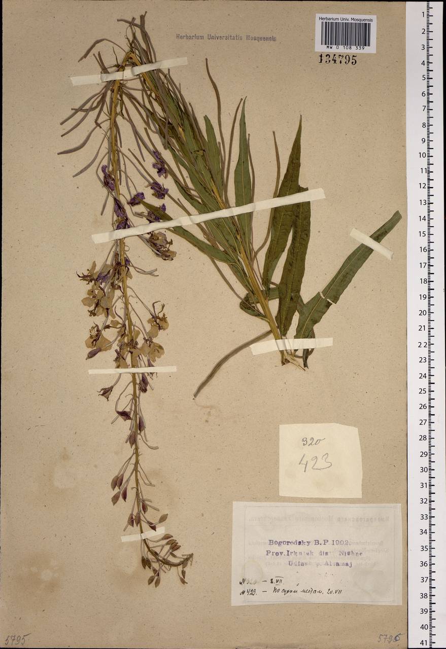 Chamaenerion angustifolium, Siberia, Baikal & Transbaikal region (S4) (Russia)