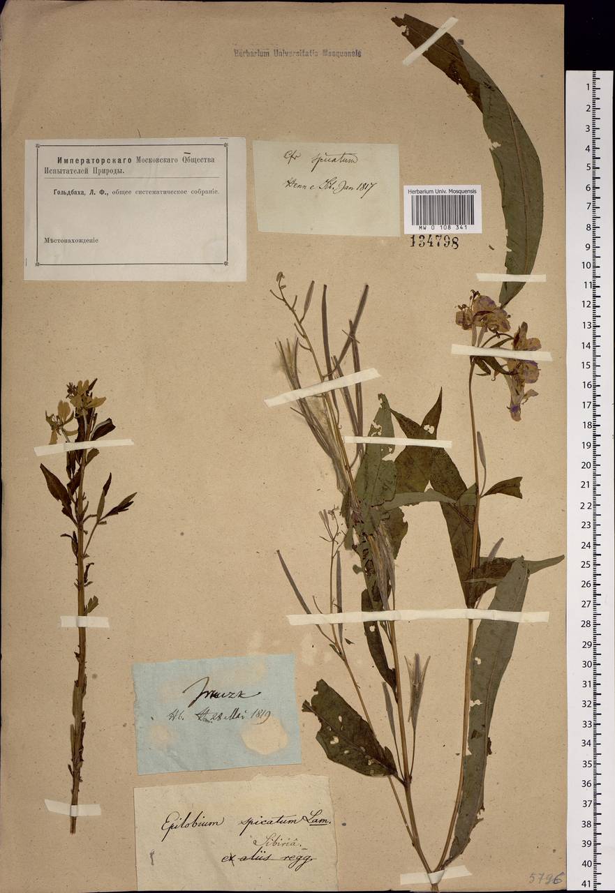 Chamaenerion angustifolium, Siberia, Baikal & Transbaikal region (S4) (Russia)