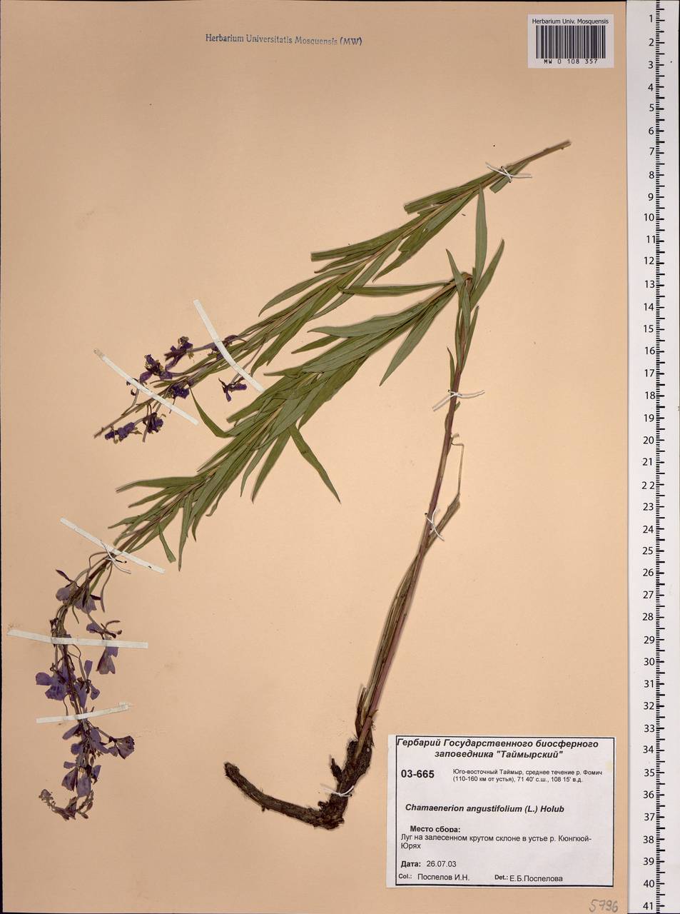 Chamaenerion angustifolium (L.) Scop., Siberia, Central Siberia (S3) (Russia)