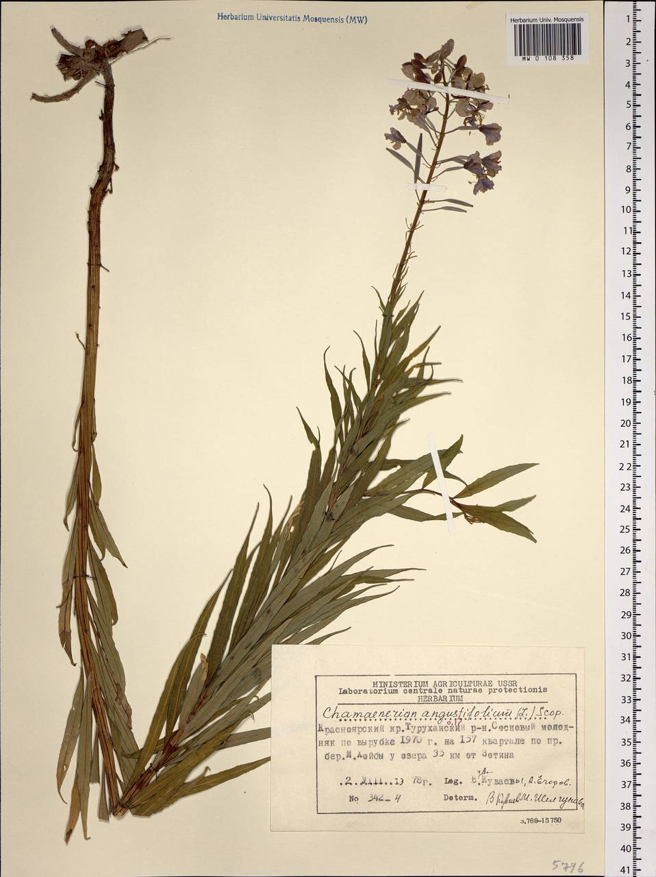 Chamaenerion angustifolium (L.) Scop., Siberia, Central Siberia (S3) (Russia)